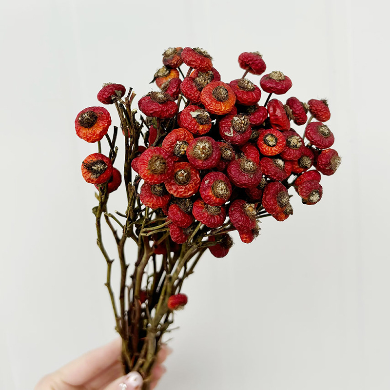 10pcs/Bunch Dried Rose Hip Ber - Dried Flower Bulk review and price
