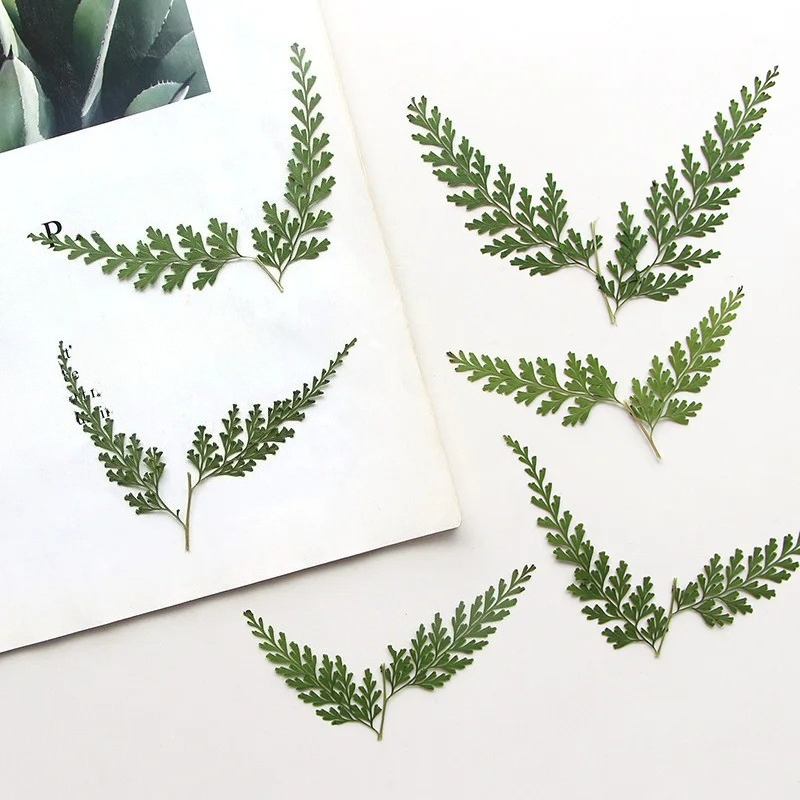 Nature Pressed Fern Branches,d - Dried Flower Bulk review and price