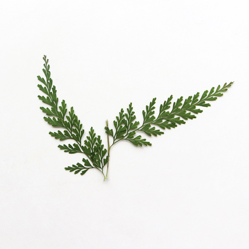 Nature Pressed Fern Branches,d - Dried Flower Bulk review and price