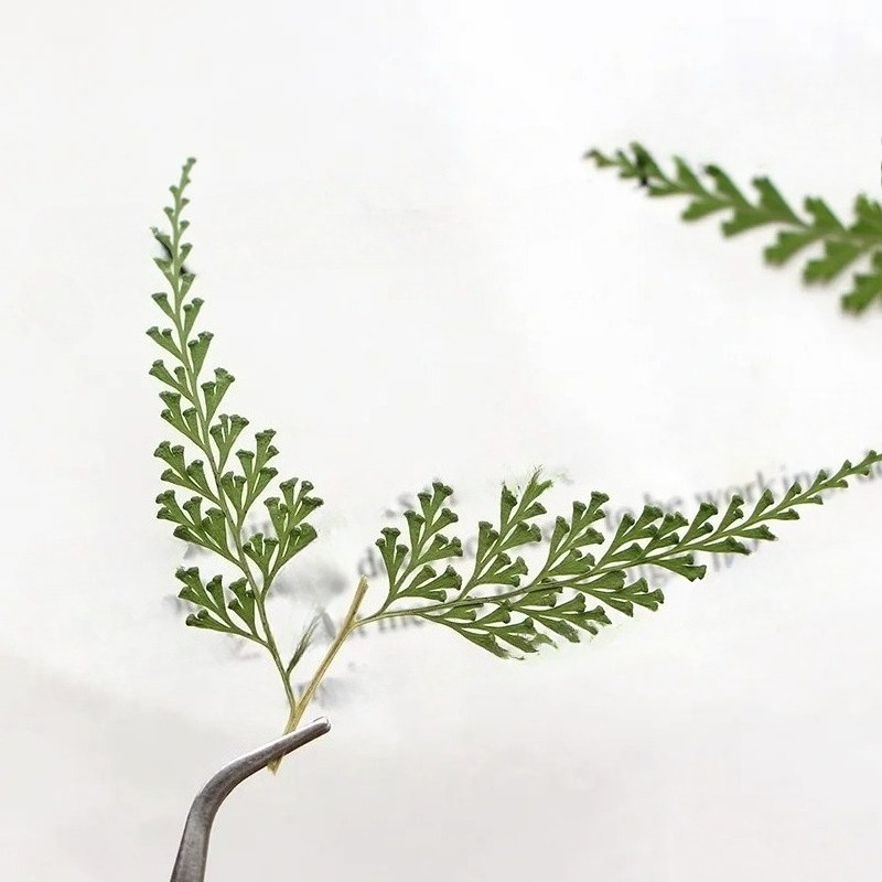 Nature Pressed Fern Branches,d - Dried Flower Bulk review and price